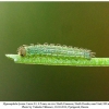 hyponephele lycaon ossetia larva1